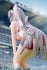 files/x_anig18071_q.jpg