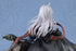 files/x_blf96038_g.jpg