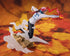 files/x_btn67505_b.jpg