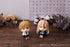 files/x_meho853159_k.jpg