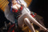 files/x_necr08016_t.jpg